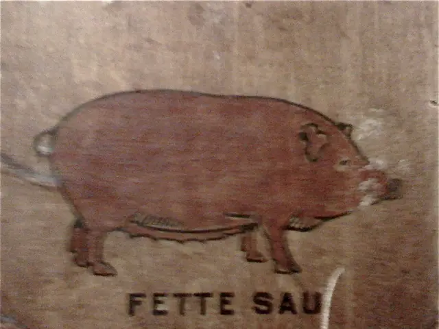 Clinical tests for organ transplants using pig organs in humans commence