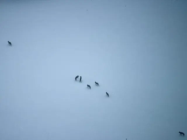 Leukemia SLL: Signs, remedies, and comparison with CLL