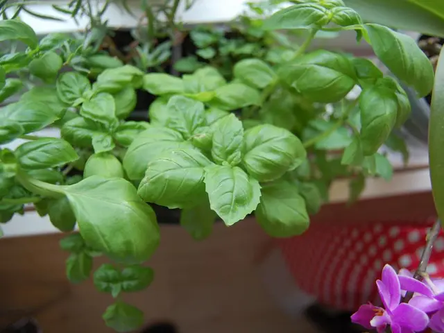 Statistics and facts about Hereditary Angioedema