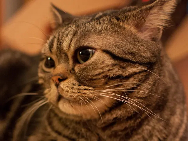 Cat Dandruff Explanation: Understanding Causes and Possible Solutions