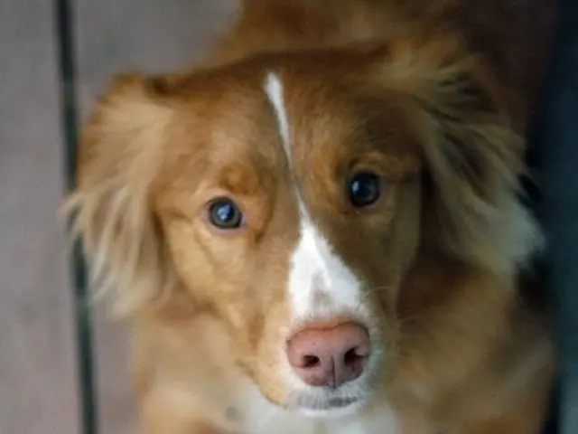 Guidance for Soothing a Distressed Canine: 8 Strategies