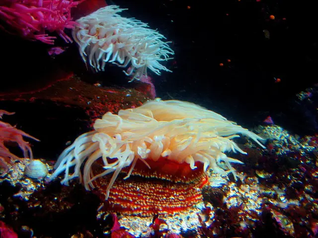 Catastrophic coral bleaching hits the Great Barrier Reef of Australia according to a recent study,...