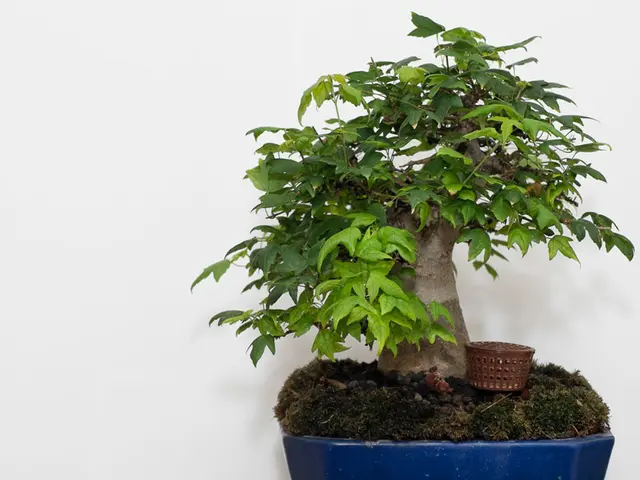 Bonsai Dormancy Challenges: Identifying Problems and Speeding Up Inactivity Periods