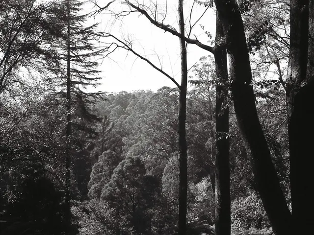 Adapting Trees for Climate Change: Pirmasens Enhances Tree Resilience for Stress Relief in Nature