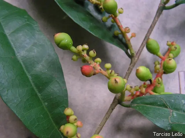 "The Importance of Including Figs in Your Nutritional regime: Creative Methods to Amplify Your...