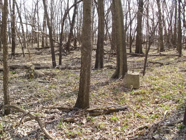 Europe's Carbon Absorption in Forests on the Decrease: Can a Reversal Be Achieved?