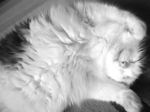 Lifespan of Cats: A Vet Offers Five Strategies to Extend Their Years