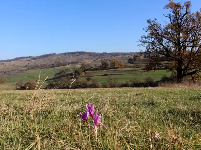 Exploring the Integration of THCA Flower in Contemporary Self-Care Practices