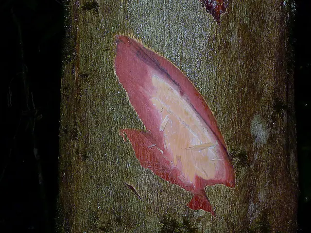 Kim Kardashian undergoes medical treatment in Mexico, a procedure not available in the United...