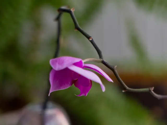 Advantages of Flaxseed Oil Consumption