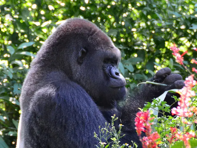 Gorilla social hierarchy not dictated by muscle strength