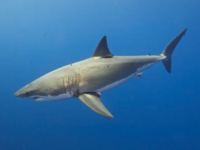Interpreting Dreams: Uncovering the Hidden Significance of Sharks