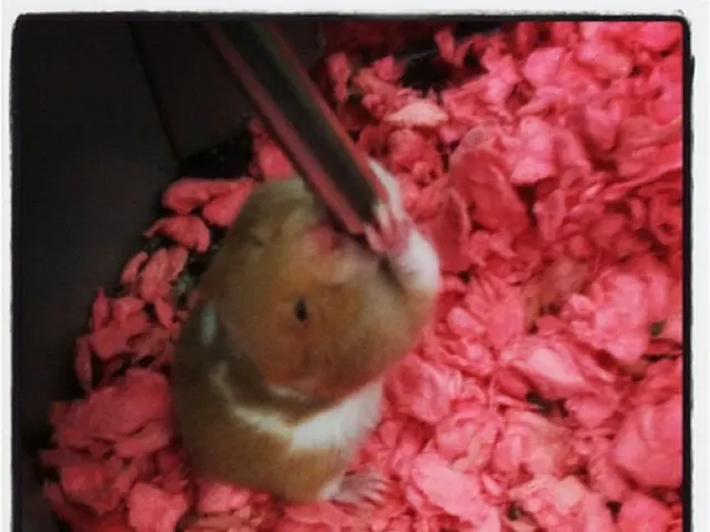 Interpreting Rodent Visions: The Symbolic Significance of Dreams Involving Rats