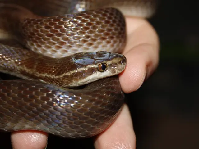 Cobra-bitten man arrives at hospital still clutching the serpent