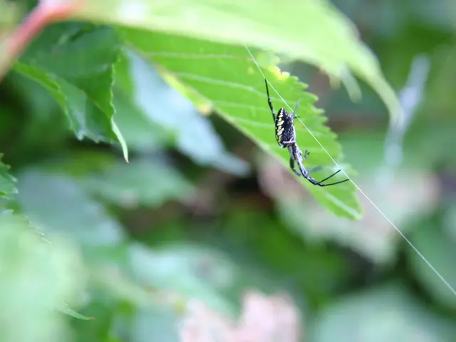 A birdfinds a remarkable resting spot upon an exceptionally durable spider web, a pioneering feat...