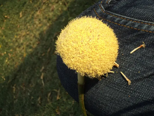 Pancreatic lymphoma: Types, symptomatology, treatment options, and additional details