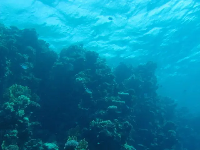 Researchers at Scripps receive almost $5 million to probe causes of harmful, toxic algal outbreaks.