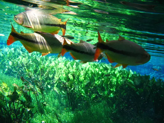 Harmful Algae Bloom Threatens Lake Eder's Safety