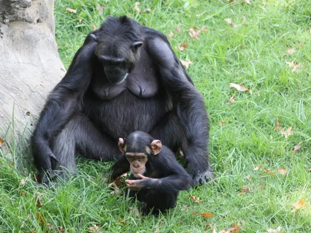 Chimpanzee found imbibing alcohol: Possible social drinking habits could link to evolutionary...