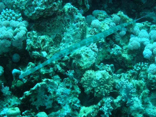 Rapid expansion of non-native species observed as Mediterranean Sea experiences unprecedented heat...