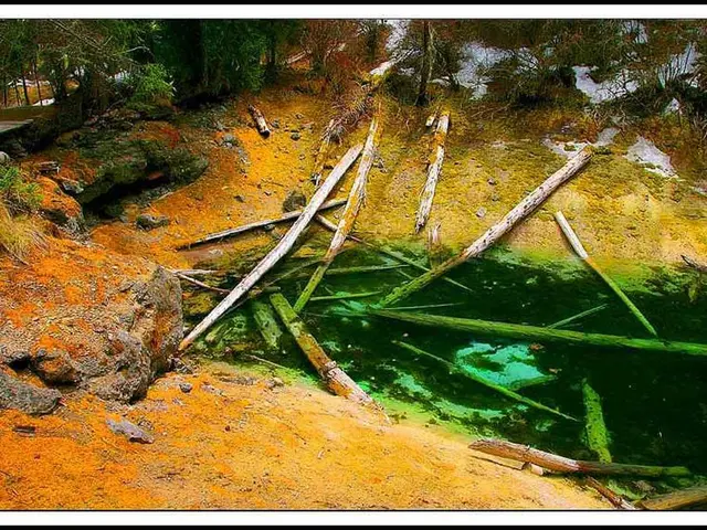 Enhancement of Neuroplasticity through Maritime Pine Bark Extract (MPBE)