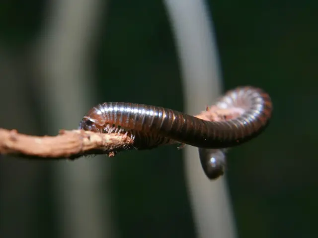 Microsoft and Parasitic Relationships: An Examination of Possibilities