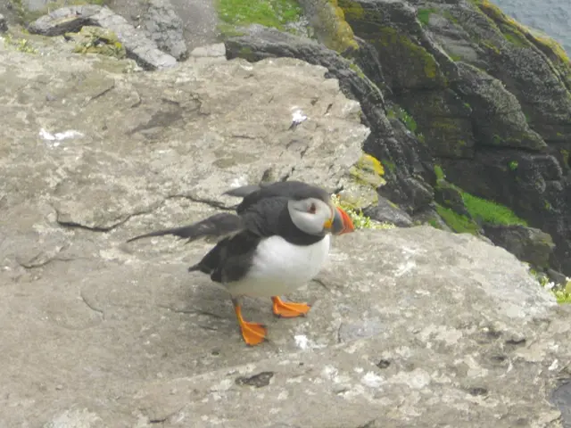 Relentless Production of Puffin Feces: Astonishing Rate Reaches 30 Grams Per Hour, Generating Waste...