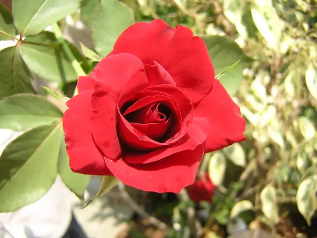 "Is Growing Salvia Among Roses Beneficial in Preventing Black Spot? This Organic Technique May...