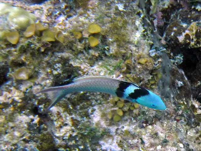 Released: The Watery Expansion in Borlefzen's Lake