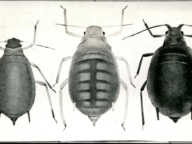 US Experiences Oropouche Outbreak