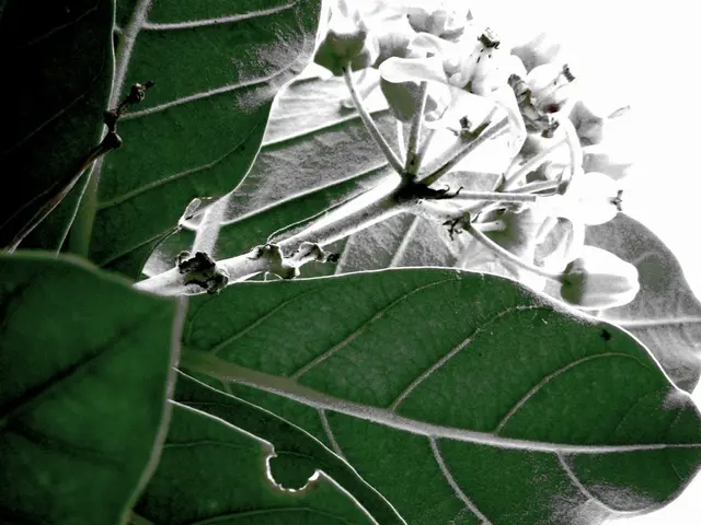 Biologically Contending Giant Bear Thieves: An Alternative Approach Using Zebus Instead of Spray