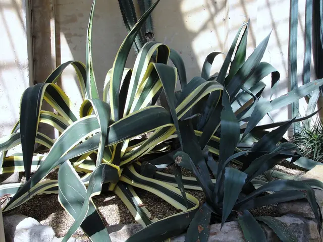 Scientific Insights: Discover the Five Health Advantages of Consuming Pineapple