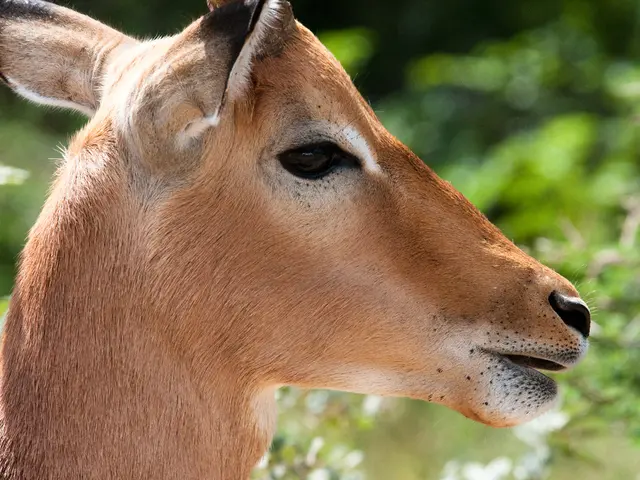 Deer in Canada are being eradicated by a "zombie disease", potentially placing hunters in peril.