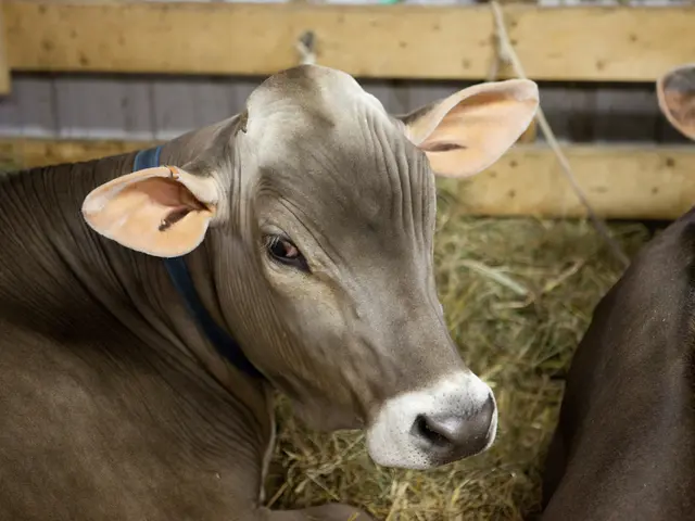 Signs of drinking and diarrhea linked to hair loss in calves