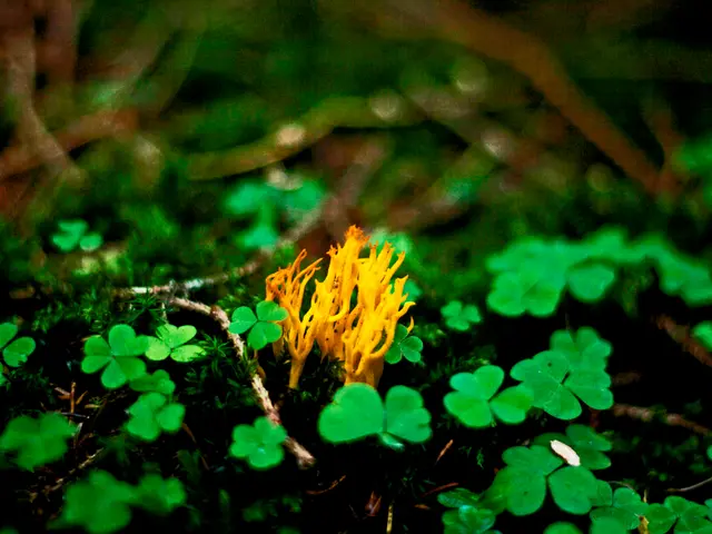 Increase Soil Fertility Through Bean Planting: Nature's Hidden Resource