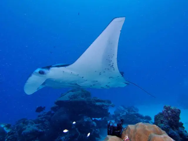 Algae-based fish substitutes are effective in iodine provision?