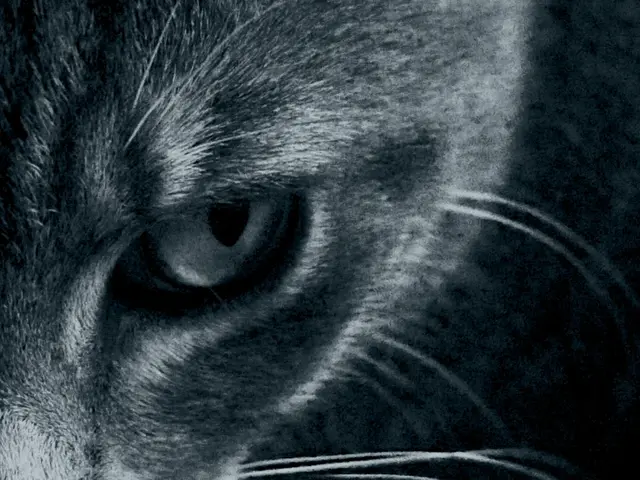 Veterinary Specialists in Hamburg by AniCura Embrace cutting-edge eye care with the introduction of...