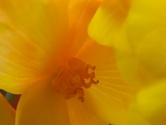 Brain Inhibitory Synapses' Constructive Protein Filaments Discovered