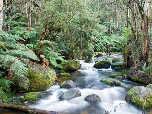 Exploring the Mutual Well-being of the Amazon River and Rainforest in the Jaguar's Domain