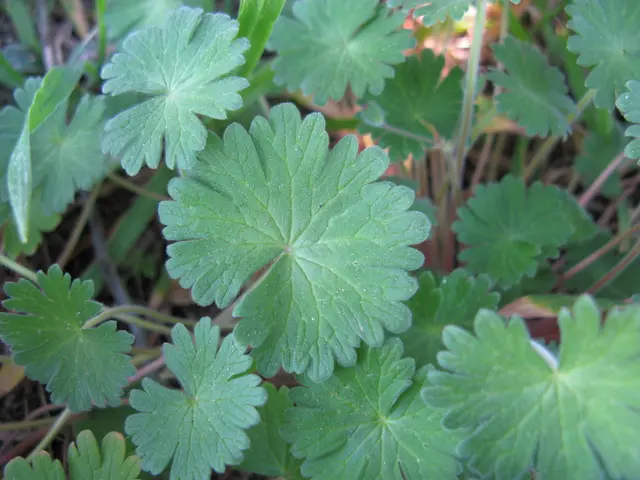 Investigating Green Dietary Enhancers: Do They Live Up to the Excitement?