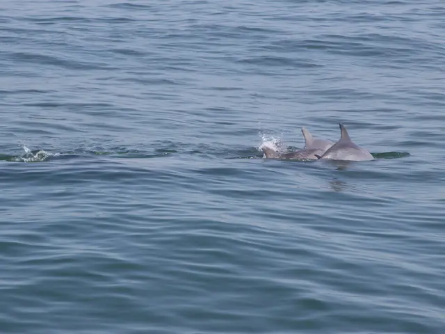 In this picture we can see water at the bottom, there are two sharks in the water.