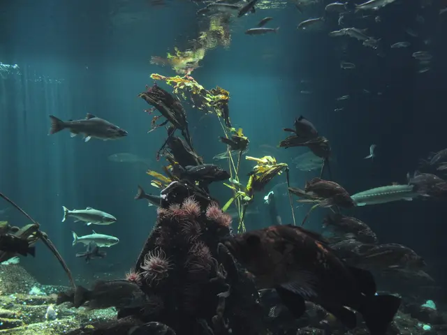 In the image in the center, we can see water, underwater plants and different types of fishes.