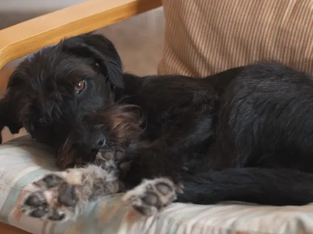 In this image there is a dog on the bed, behind it there may be a person.