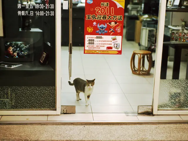 In this image I can see a cat. Here on this door I can see a door where 2011 is written on it.