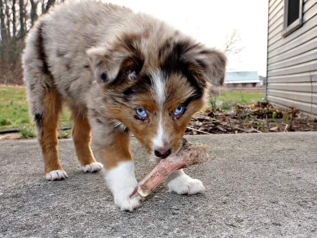 At the center of the image we can see there is a dog holding a piece of bone in his mouth, beside...