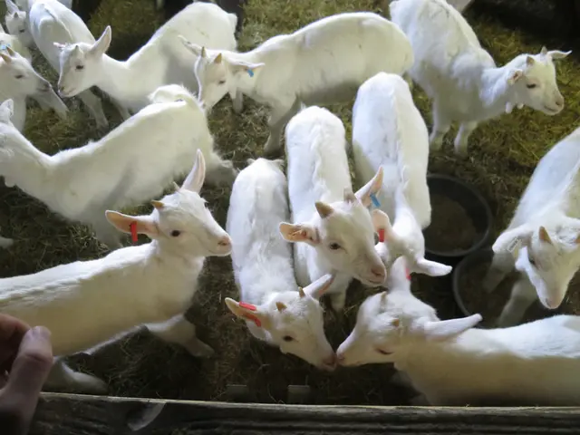 In this picture there are few goats which are in white color and there is a fence wall in front of...