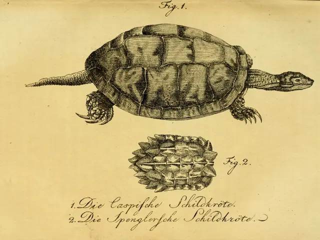 In this image there is a paper. There is a tortoise diagram and text on the paper.
