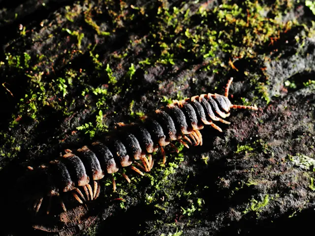 This looks like a millipede. I think this is a rock with an algae.