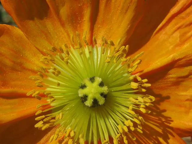 This picture contains flower and this flower is in orange color.